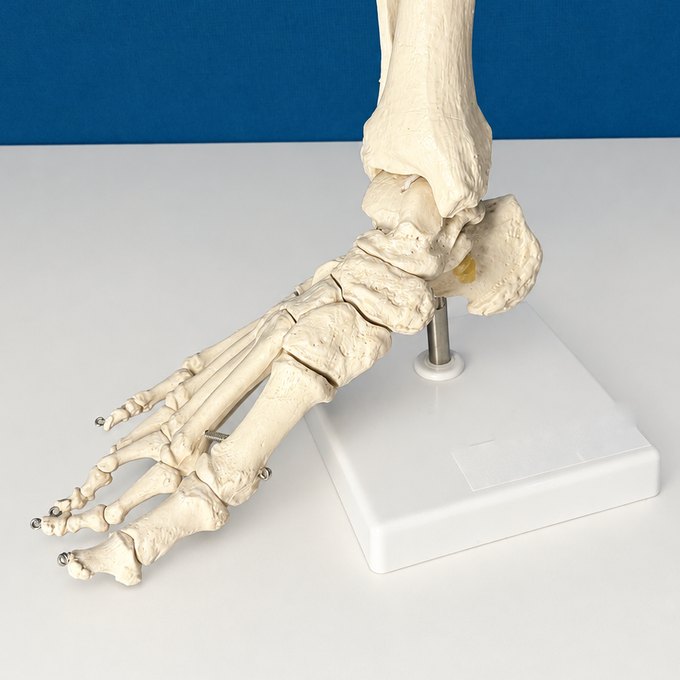 Anatomisches Modell eines Fußskeletts auf einem Ständer
